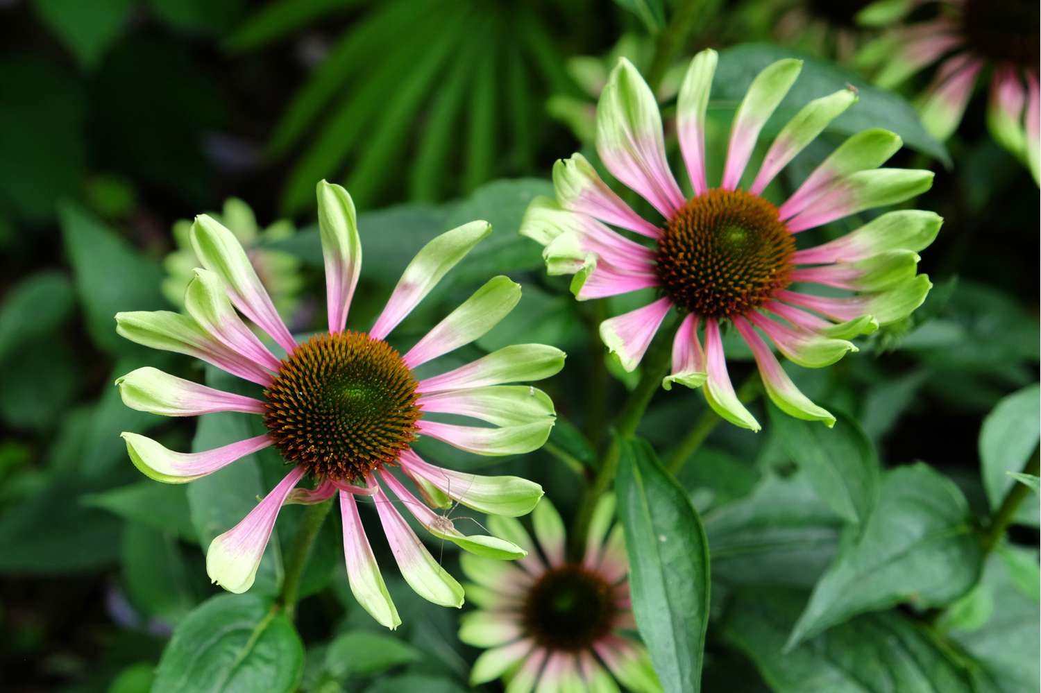 Kaunopunahattu 'Green Twister' (Echinacea purpurea)